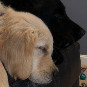 Meet your Posher, Dana